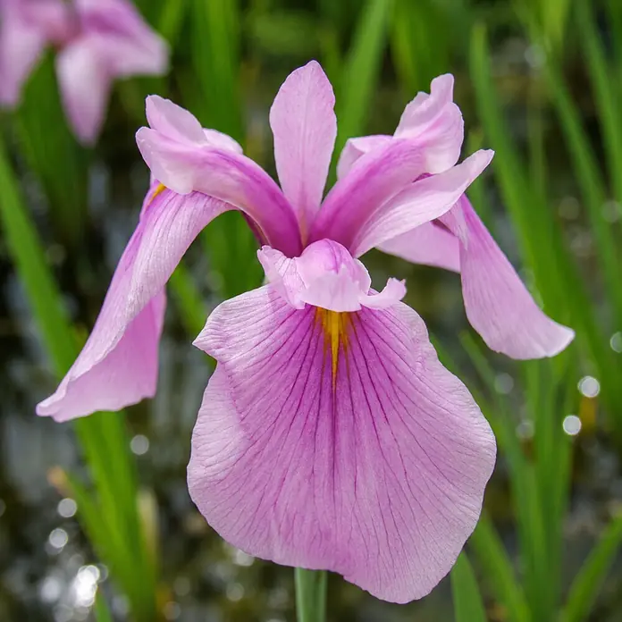 Piardino Schwertlilie - Iris laevigata Rose Queen, Topfgröße: 9 cm - Eine leuchtend violette Irisblüte mit zarten Blütenblättern und gelber Mitte, die in einem Garten blüht.