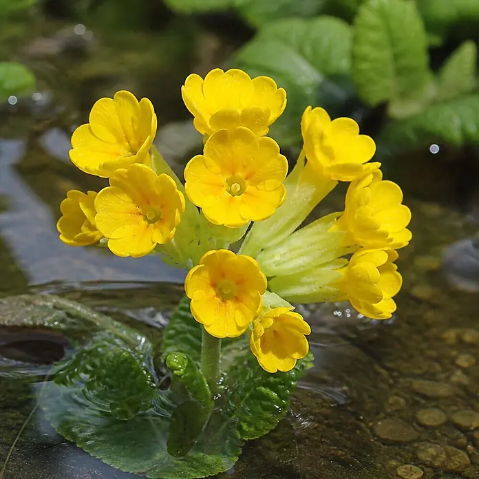 Schlüsselblume - Primula veris Cabrillo Dark Yellow, Topfgröße: 9 cm - Leuchtend gelbe Primelblüten mit orangen Zentren, die in klarem Wasser wachsen.