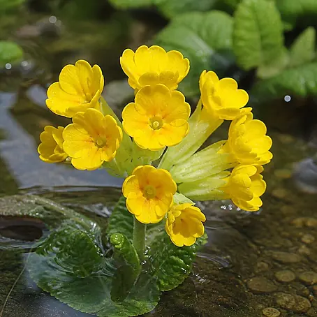 Schlüsselblume