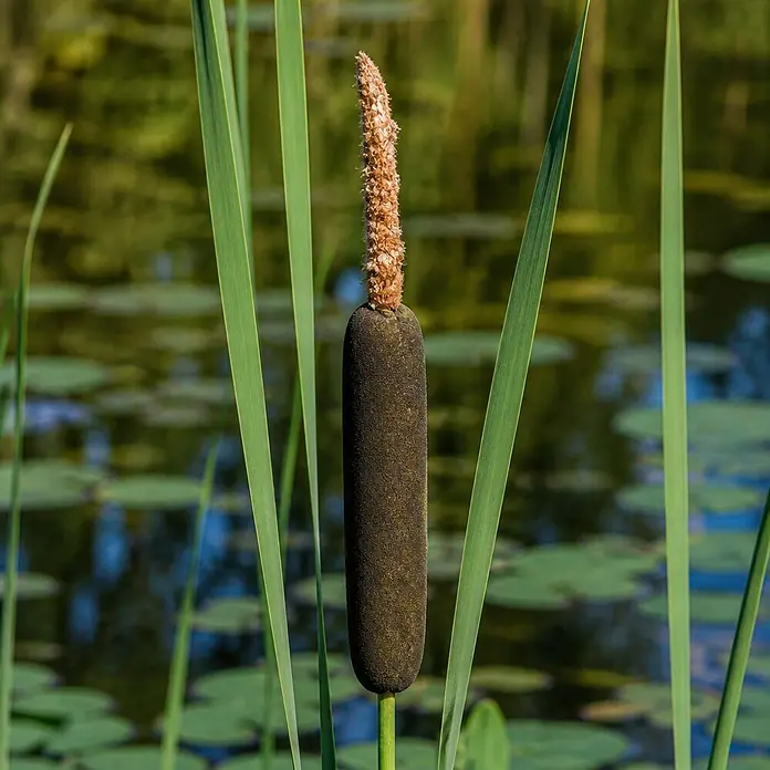 Piardino Rohrkolben - Typha angustifolia, Topfgröße: 9 cm - Ein Rohrkolben mit einem dunkelbraunen, zylindrischen Samenstand und einer hellbraunen, flauschigen Spitze, der zwischen grünen Schilfrohren an einem Teich steht.