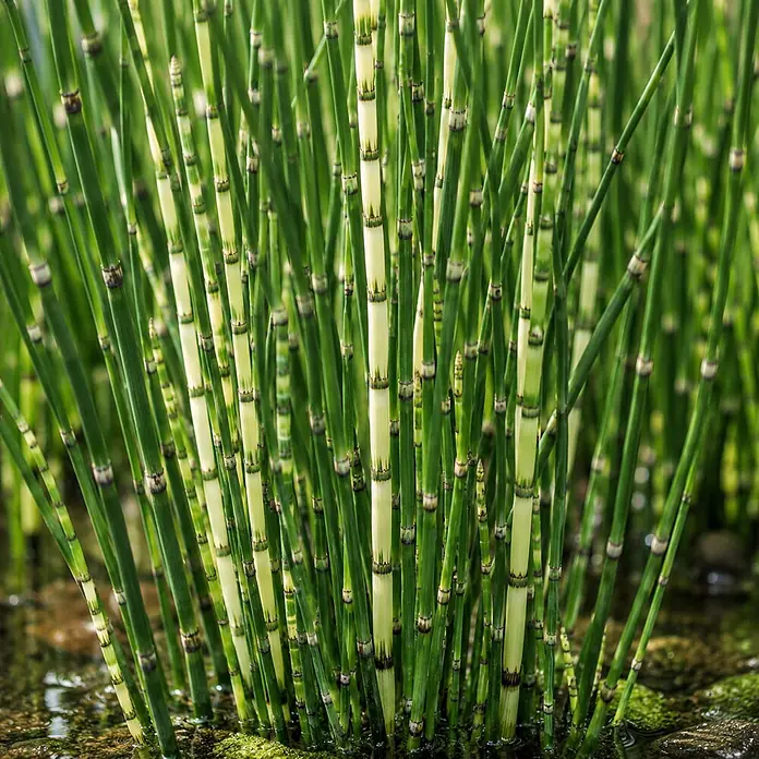 Piardino Schachtelhalm - Equisetum hyemale, Topfgröße: 11 cm - Grüne, segmentierte Schachtelhalmpflanzen im flachen Wasser. Einige Stiele haben hellere Bänder.