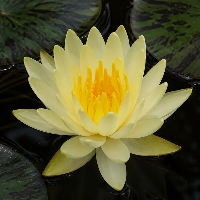 Piardino Seerose - Nymphaea sulphurea, Topfvolumen: 1 l - Eine leuchtend gelbe Seerose schwimmt auf dunklem Wasser, umgeben von grünen Seerosenblättern.
