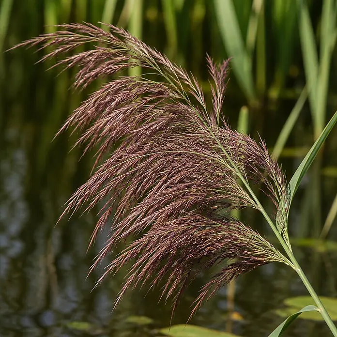 Piardino Schilfrohr - Phragmites australis, Topfgröße: 9 cm - Federiger, rötlich-brauner Pflanzenstiel mit Rispen, am Wasser wachsend.