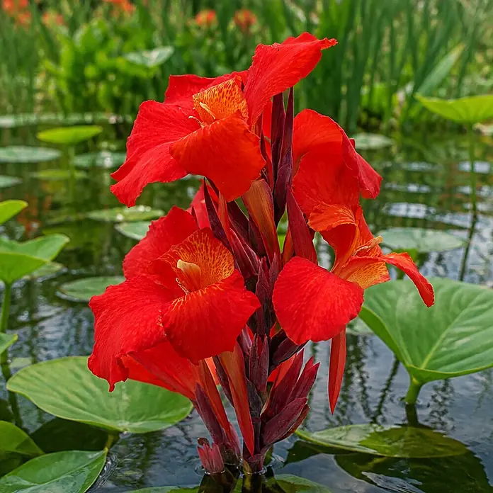 Piardino Indisches Blumenrohr -  - Leuchtend rote Canna-Lilien mit orangefarbenen Akzenten blühen in ruhigem Wasser, umgeben von grünen Seerosenblättern.