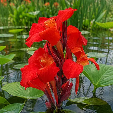 Piardino  Indisches Blumenrohr