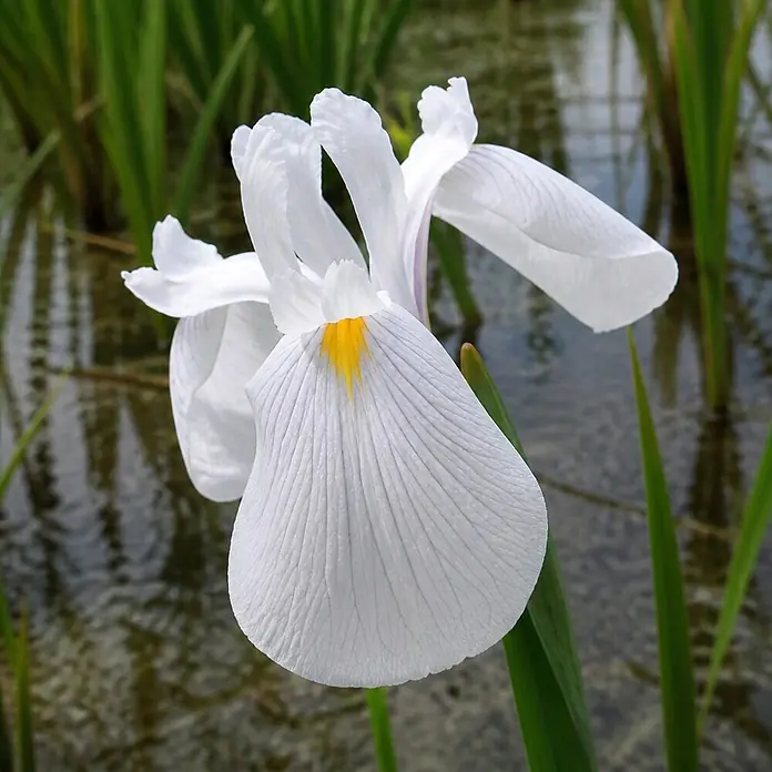 Piardino Schwertlilie - Iris louisiana Alba, Topfgröße: 9 cm - Weißblühende Schwertlilie mit gelben Details, die zwischen grünen Blättern in seichtem Wasser wächst.