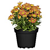 Piardino Herbst-Chrysantheme Swifty (Dendranthema indicum, Topfgröße: 12 cm, Sortenabhängig) | BAUHAUS