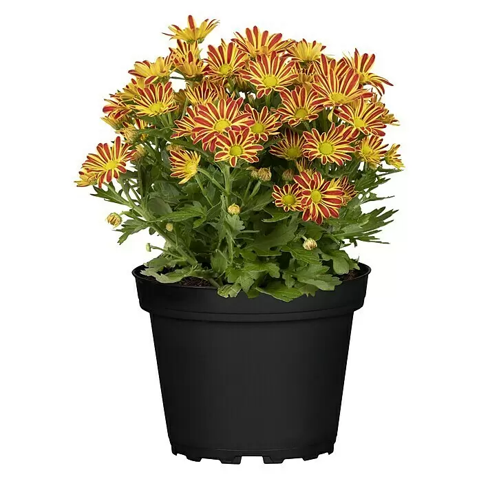 Piardino Herbst-Chrysantheme Swifty - Dendranthema indicum, Topfgröße: 12 cm, Sortenabhängig - Vorderansicht
