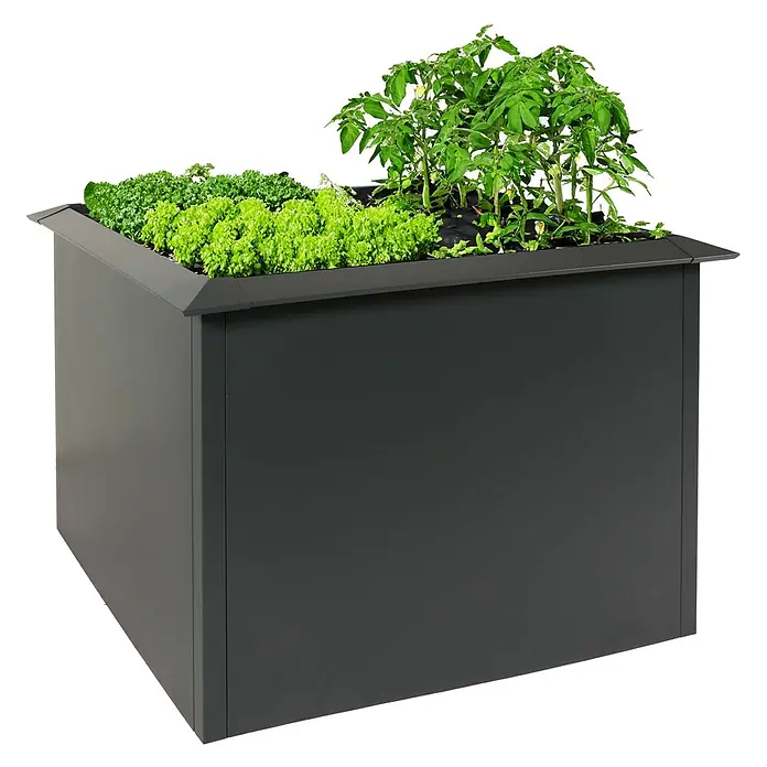 Proregal Hochbeet mit Schneckenkante - 110 x 110 x 78 cm, Metall, Grau - Dunkelgraues Metall-Hochbeet mit Salat und Tomatenpflanze.