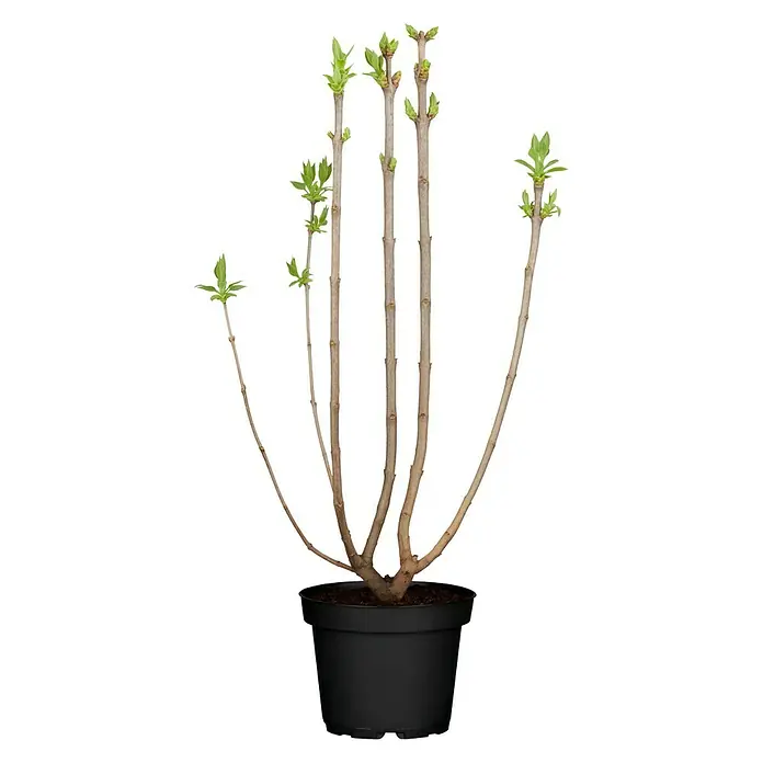 Piardino Flieder - Syringa vulgaris, Topfgröße: 23 cm - Eine junge Fliederpflanze in einem schwarzen Topf, die gerade erst anfängt, grüne Blätter zu entwickeln. Ideal für Gartenliebhaber.