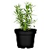 Blu Bio Rosmarin 