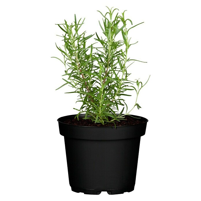 Piardino Blu Bio Rosmarin (Rosmarinus officinalis)