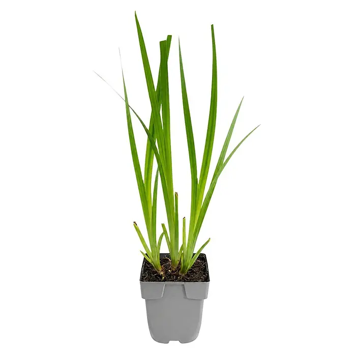 Piardino Wasserpflanzen-Set Reinigungshelden - 5 -tlg., Acorus calamus, Iris pseudacorus, Juncus inflexus, Phragmites australis, Typha angustifolia - Grüne Zierpflanze mit langen Blättern in einem grauen quadratischen Kunststofftopf mit dunkler Erde.