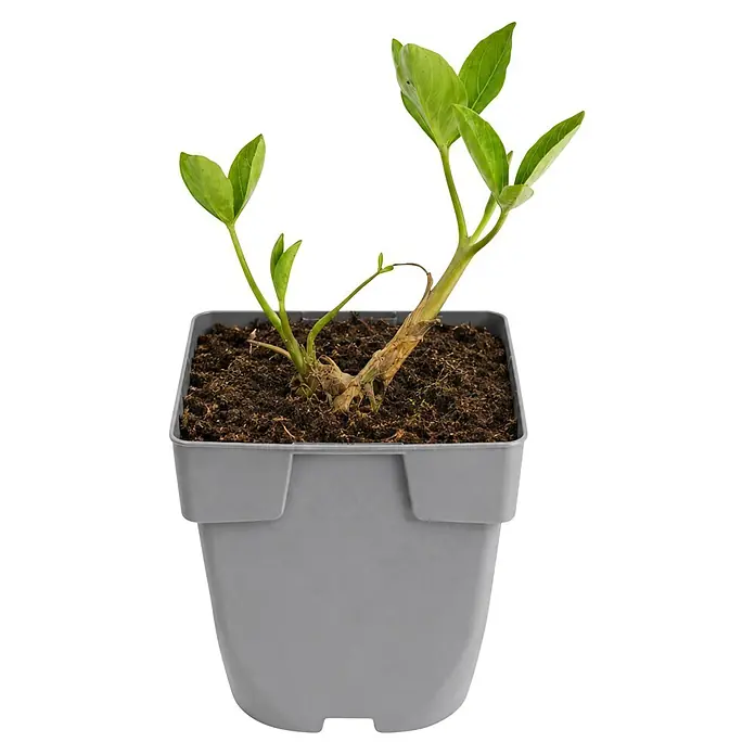 Piardino Fieberklee - Menyanthes trifoliata, Topfgröße: 11 cm - Kleine grüne Pflanze mit Erde in einem grauen rechteckigen Plastiktopf.