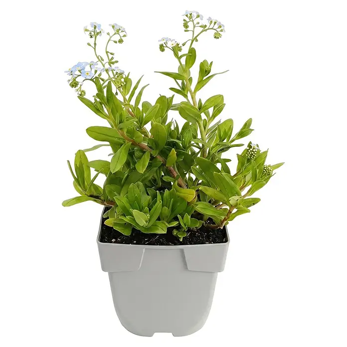 Piardino Sumpf-Vergissmeinnicht - Myosotis palustris, Topfgröße: 9 cm - Leuchtend grüne Pflanze mit kleinen hellblauen Blüten in einem einfachen grauen Topf.
