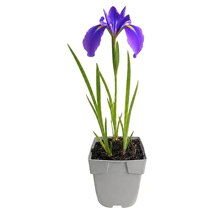 Piardino Schwertlilie - Iris kaempferi, Topfgröße: 9 cm - Lila Irispflanze in einem grauen Plastiktopf mit langen grünen Blättern.