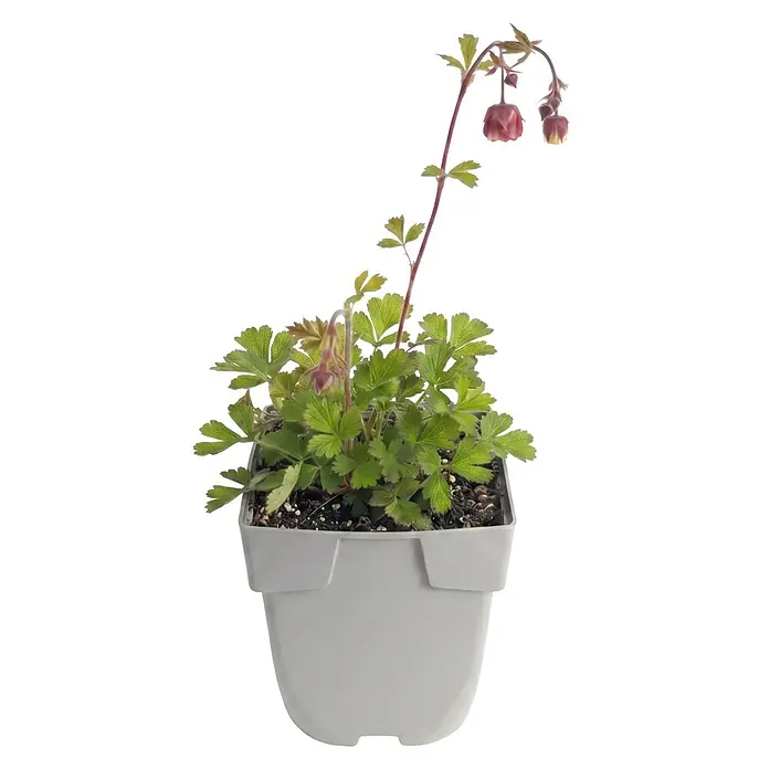 Piardino Nelkenwurz - Geum rivale, Topfgröße: 9 cm, Rotbraun - Kleine Pflanze mit grünen Blättern und rötlich-violetten Glockenblüten in einem hellgrauen Kunststofftopf.