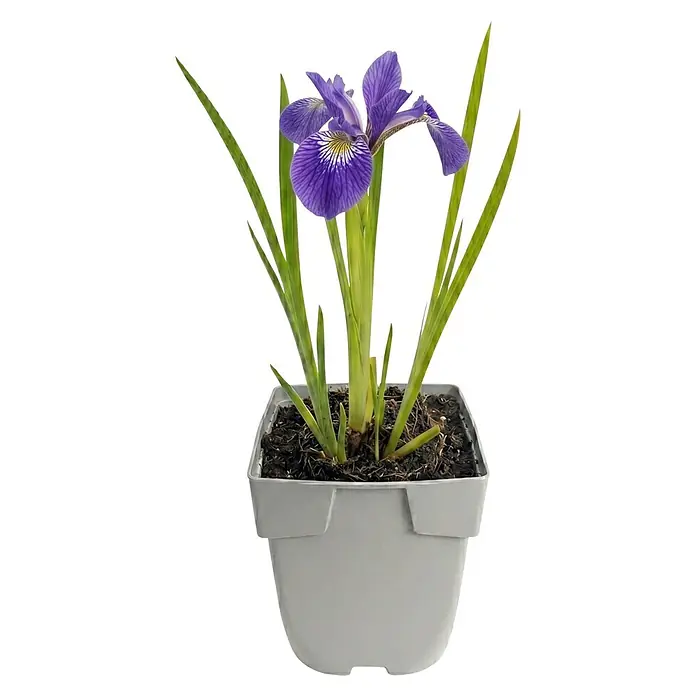 Piardino Schwertlilie - Iris versicolor, Topfgröße: 9 cm - Violette Irisblüte mit grünen Blättern in einem grauen quadratischen Topf.