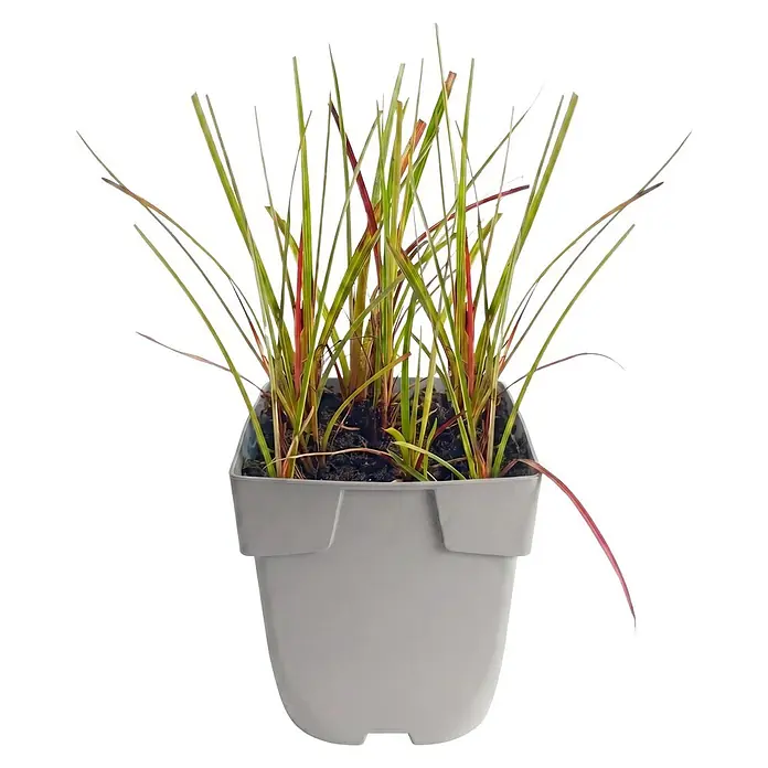 Piardino Wollgras - Eriophorum angustifolium, Topfgröße: 9 cm - Ziergras mit grünem und rotem Laub in einem hellgrauen Topf.