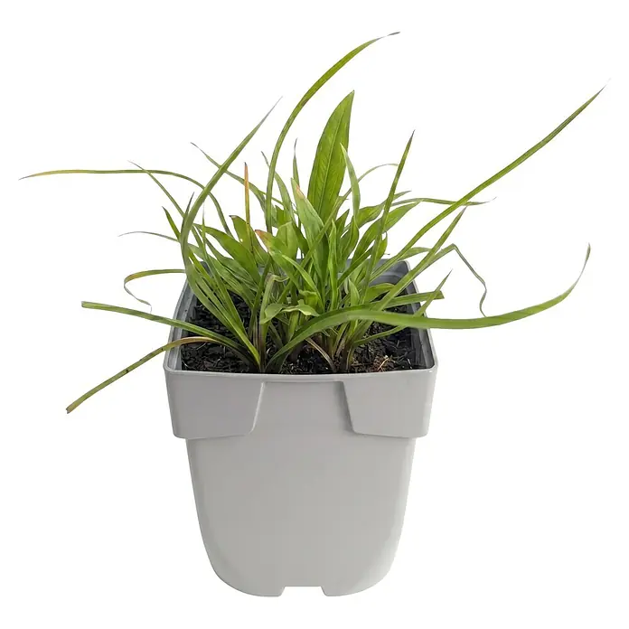 Piardino Wasserpflanzen-Set Flachwassermatrosen - 5 -tlg., Alisma plantago-aquatica, Butomus umbellatus, Geum rivale, Iris versicolor, Typha minima - Kleine grüne Pflanze mit langen Blättern in einem rechteckigen grauen Kunststofftopf mit dunkler Erde.
