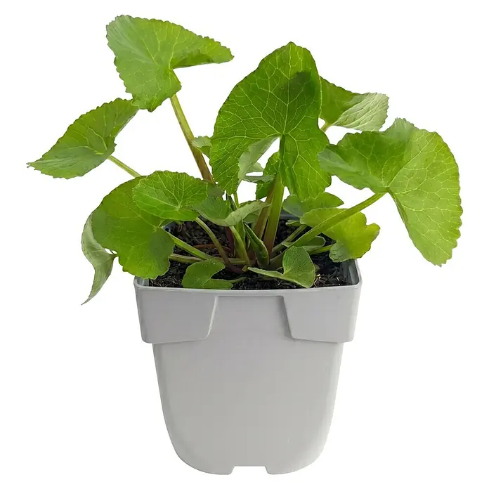 Piardino Sumpfdotterblume - Caltha palustris, 9 cm - Kleine Grünpflanze in einem weißen Plastiktopf.