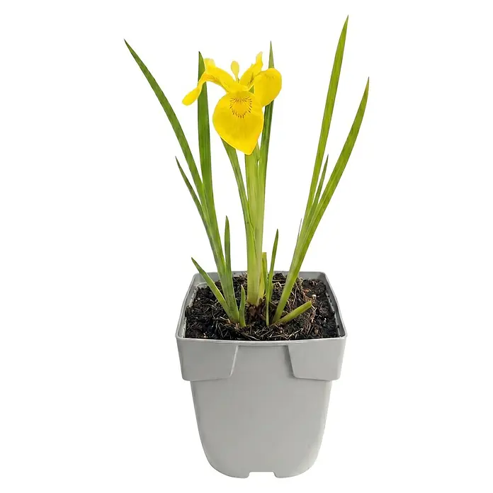 Piardino Schwertlilie - Iris pseudacorus, Topfgröße: 9 cm - Gelbe Irispflanze im grauen Vierkanttopf.