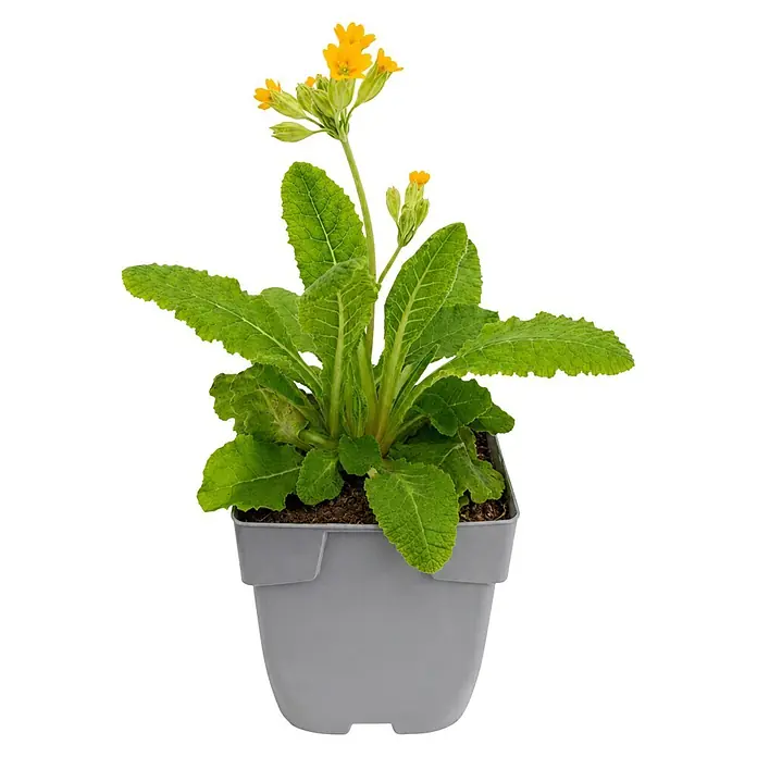 Schlüsselblume - Primula veris Cabrillo Dark Yellow, Topfgröße: 9 cm - Eine Topf-Schlüsselblume mit grünen Blättern und leuchtend gelben Blüten in einem einfachen grauen Kunststofftopf.