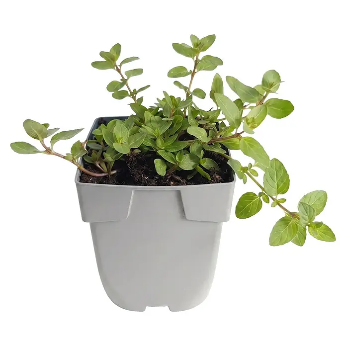 Piardino Bachbuge - Veronica beccabunga, Topfgröße: 9 cm - Grüne Oreganopflanze in grauem Topf.