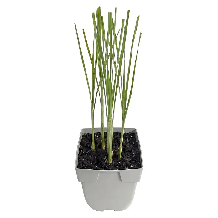 Piardino Rohrkolben - Typha angustifolia, Topfgröße: 9 cm - Grüne Graspflanze in einem grauen quadratischen Topf mit dunkler Erde.