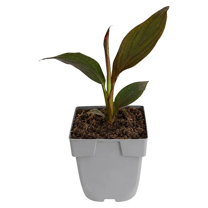 Piardino Indisches Blumenrohr -  - Junge Pflanze mit dunklem Laub in einem grauen quadratischen Pflanzgefäß.