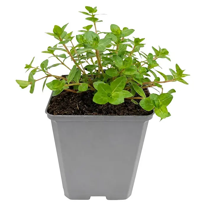Piardino Wasserpflanzen-Set Sauerstoff-Kollektion - 5 -tlg., Hydrocotyle vulgaris, Lilaeopsis brasiliensis, Myriophyllum sp. Guyana, Rotala indica - Kleine grüne Pflanze in einem grauen rechteckigen Topf mit Erde.