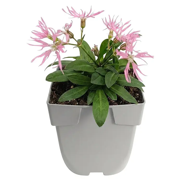 Piardino Wasserpflanzen-Set Uferzauber - Eriophorum angustifolium, Lychnis flos-cuculi Nana, Lythrum salicaria, Mimulus luteus Grandiflora, Schizostylis coccinea Major, 5 Stk. - Eine Topfpflanze mit grünen Blättern und zarten, rosa, sternförmigen Blüten in einem hellgrauen Topf.