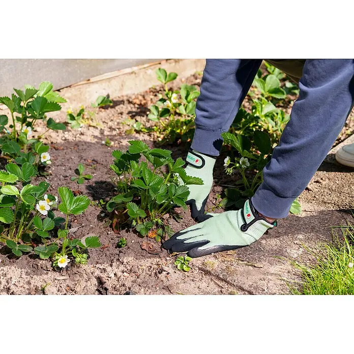Gardol Gartenhandschuhe für Pflanzarbeiten - 9, L, Grün, 1 Stk. - Gardena Gartenhandschuhe in Hellgrün und Schwarz an Händen, die Erdbeerpflanzen pflegen.