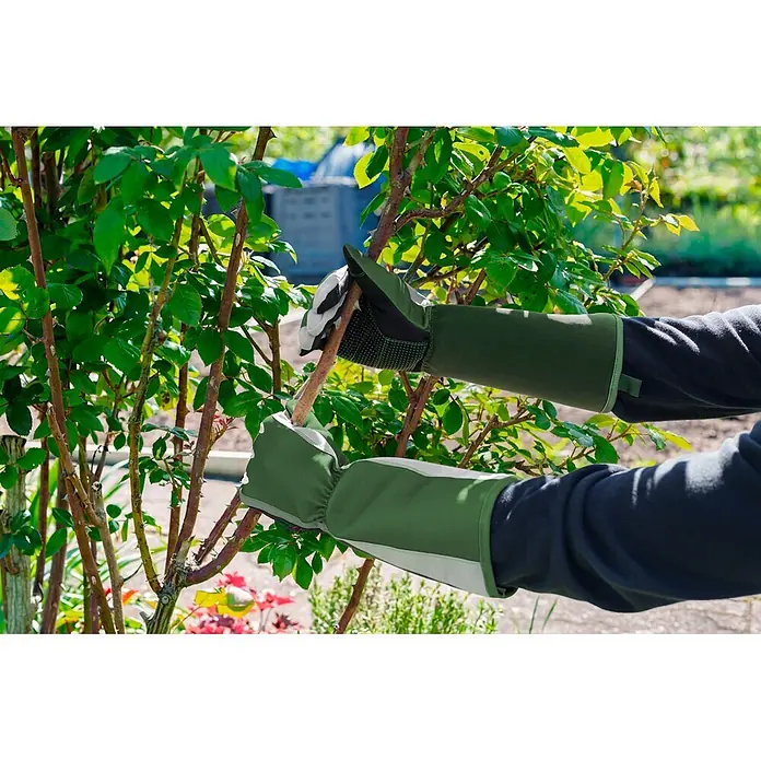 Gardol Gartenhandschuhe mit Stulpen - 8, M, Grün - Lange grüne und weiße Gartenhandschuhe, die einen dornigen Rosenstiel greifen.