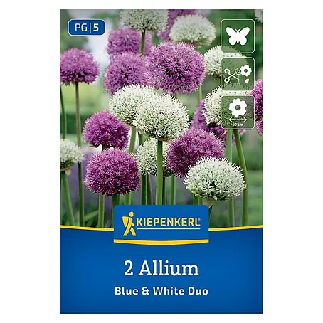 Kiepenkerl  Blumenzwiebeln Zierlauch Duo