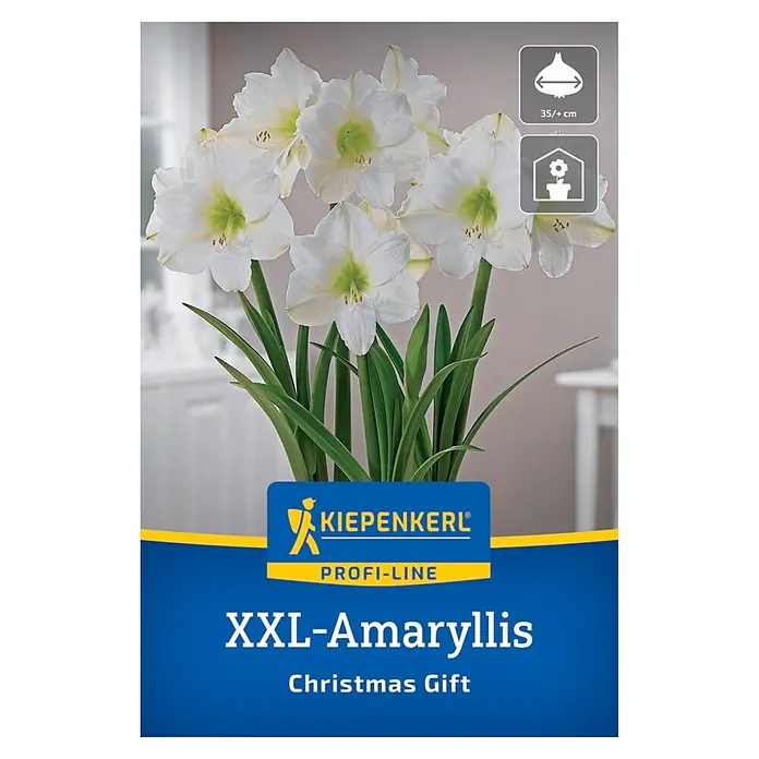 Kiepenkerl Profi-Line Amaryllis XXL Christmas Gift - Hippeastrum hybrids, Cremeweiß - Weiße Amaryllis-Pflanze im Topf mit Kiepenkerl-Etikett, zeigt 35+ cm Zwiebelgröße und Eignung für Innenräume.