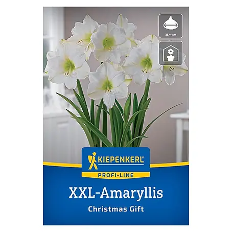 Kiepenkerl Profi-Line Amaryllis XXL Christmas Gift