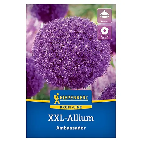 Kiepenkerl Profi-Line Blumenzwiebeln XXL Zierlauch Ambassador