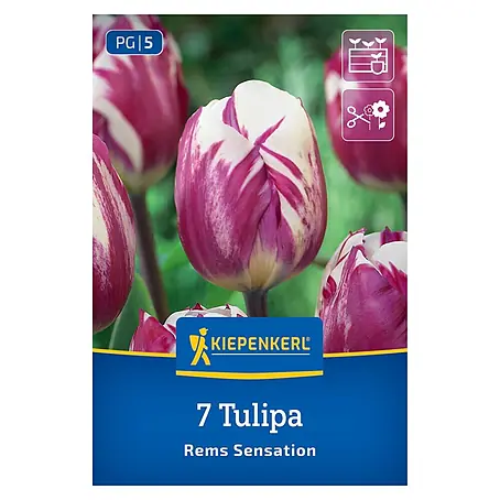 Kiepenkerl  Blumenzwiebeln Triumph-Tulpe