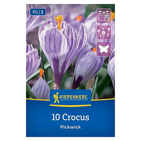 Kiepenkerl  Blumenzwiebeln großblumiger Krokus
