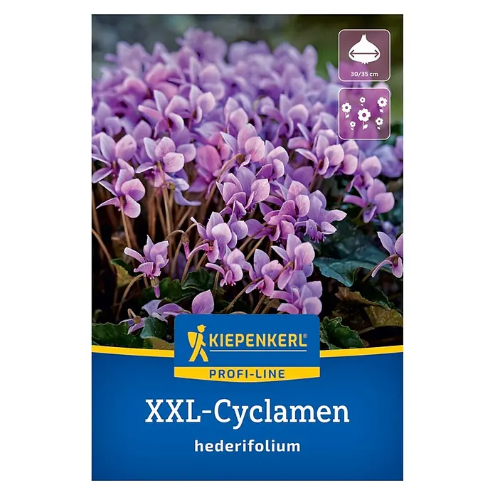 Kiepenkerl Profi-Line Blumenzwiebeln XXL Herbst-Alpenveilchen - Cyclamen hederifolium - KIEPENKERL® XXL-Alpenveilchen hederifolium mit lebhaften lila-rosa Blüten.