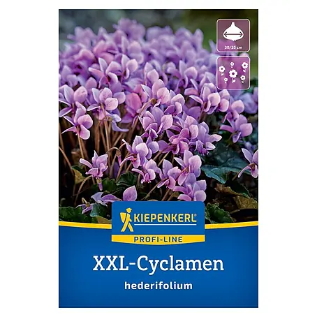 Kiepenkerl Profi-Line Blumenzwiebeln XXL Herbst-Alpenveilchen
