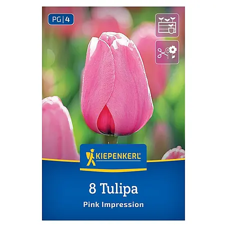 Kiepenkerl  Blumenzwiebeln Darwin-Hybrid-Tulpe