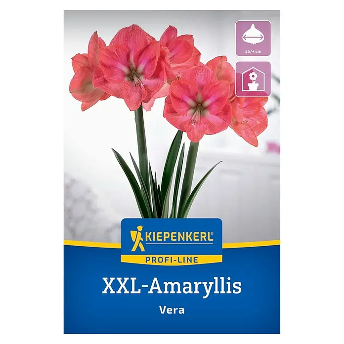 Kiepenkerl Profi-Line Amaryllis XXL Vera - Hippeastrum hybrids, Rosa - XXL Amaryllis Vera mit rosa Blüten und grünen Blättern. Zwiebel 35+ cm, für Innenkultur.