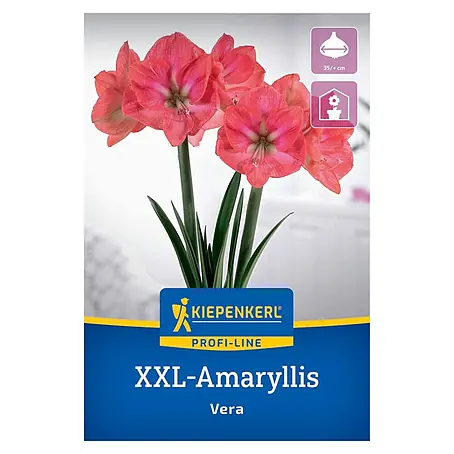 Kiepenkerl Profi-Line Amaryllis XXL Vera