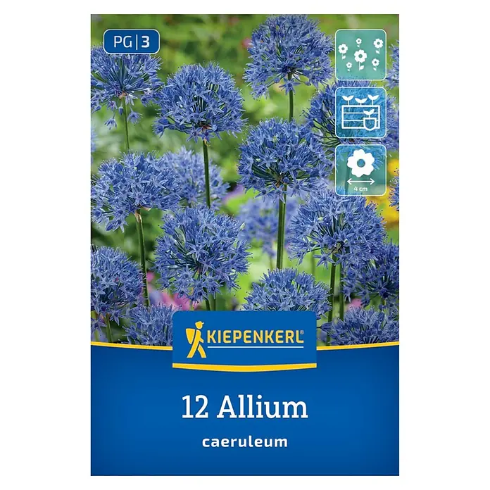 Kiepenkerl Blumenzwiebeln Zierlauch - Allium caeruleum - Kiepenkerl Paket für 12 blaue Allium caeruleum Blumenzwiebeln, zeigt kugelförmige blaue Blüten und Pflanzdetails.