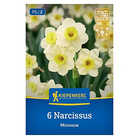 Kiepenkerl  Blumenzwiebeln Tazetten-Narzisse