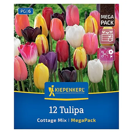 Kiepenkerl  Blumenzwiebeln Mega-Pack späte Tulpen