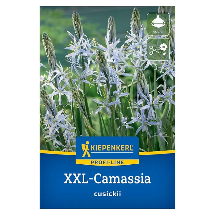 Kiepenkerl Profi-Line Blumenzwiebeln Prärielilie - Camassia cusickii - Hellblaue Camassia cusickii Blüten mit gelben Staubgefäßen, teils in Knospe. XXL Zwiebelgröße 18+/cm, schnittgeeignet.