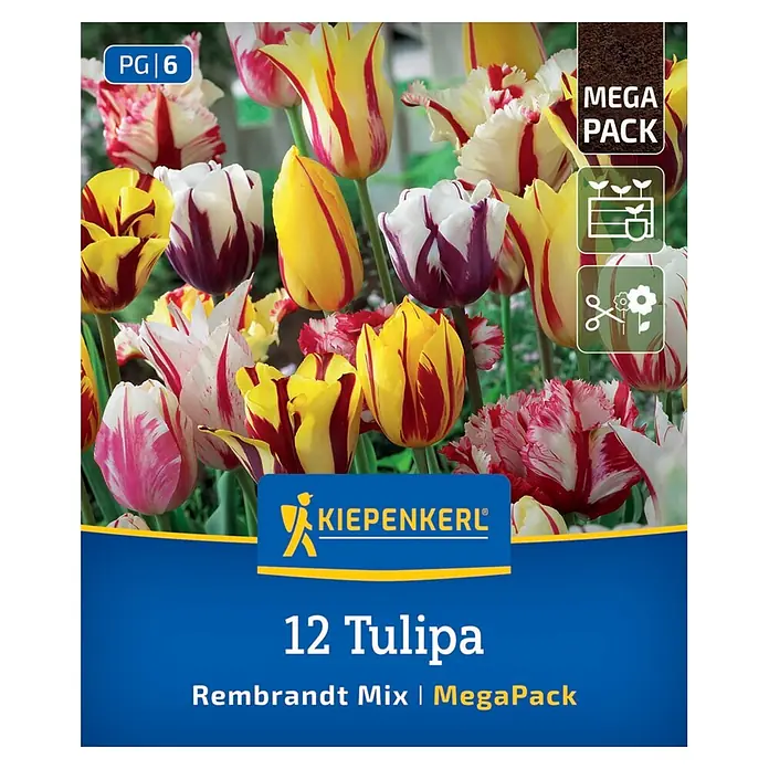 Kiepenkerl Blumenzwiebeln Mega-Pack Rembrandt-Tulpen - Tulipa hybrids Mischung Rembrandt - Kiepenkerl 12 Tulipa Rembrandt Mix, ein MegaPack leuchtender, panaschierter Tulpen in Rot, Gelb, Weiß, Violett.